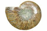 Cut & Polished Ammonite Fossil (Half) - Madagascar #354173-1